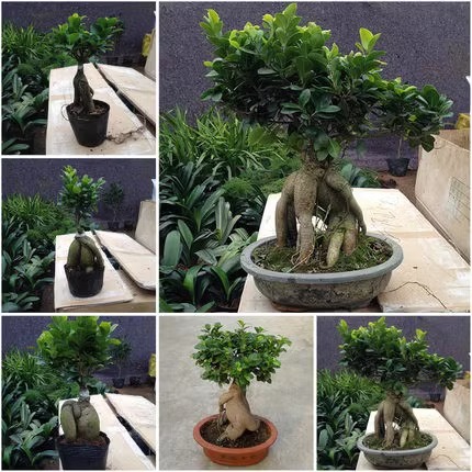 榕树盆景植物室内客厅绿植小叶金钱人参榕树老桩树苗盆栽四季常青