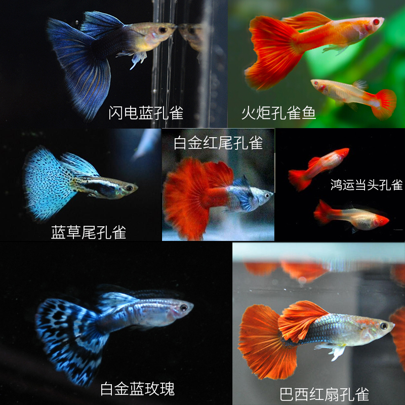 孔雀鱼热带纯种活鱼苗淡水小型好养易观赏鱼胎生凤尾鱼灯科鱼混养