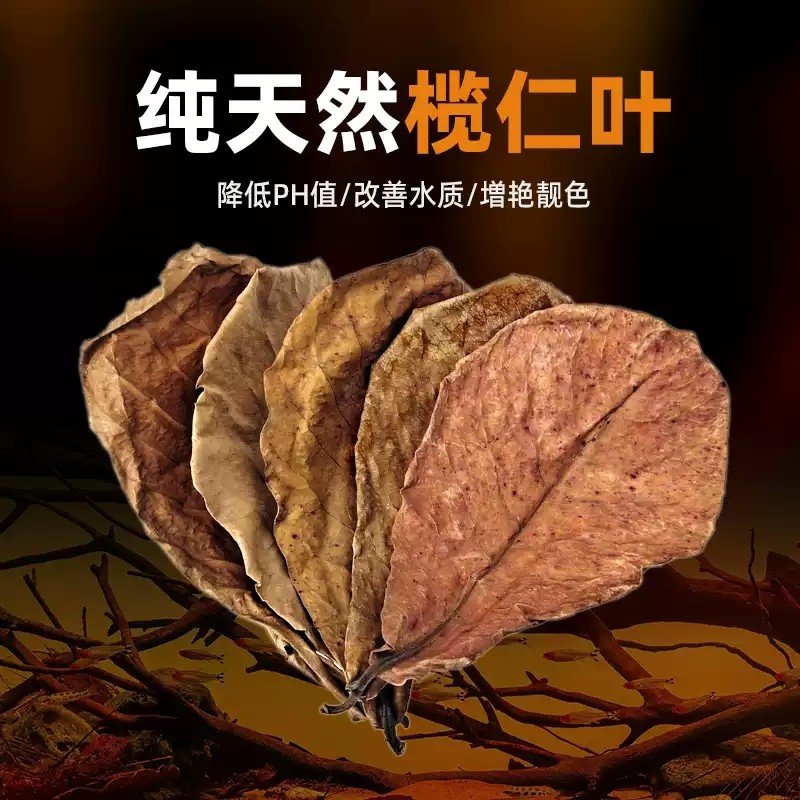 鱼缸榄仁叶自然降酸懒人叶斗鱼缸龟缸调节ph值改善水质天然橄榄叶,宠物/宠物食品及用品,PH调节剂,淘宝优惠券,粉丝福利购,淘宝优惠卷