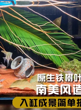 天然铁树叶沉叶鱼缸造景南美缸原生缸装饰树叶网红沉叶黄色树叶
