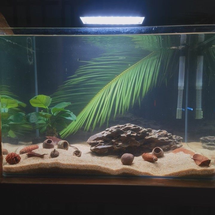 天然铁树叶沉叶鱼缸造景南美缸原生缸装饰树叶网红沉叶黄色树叶,宠物/宠物食品及用品,造景/装饰,淘宝优惠券,粉丝福利购,淘宝优惠卷