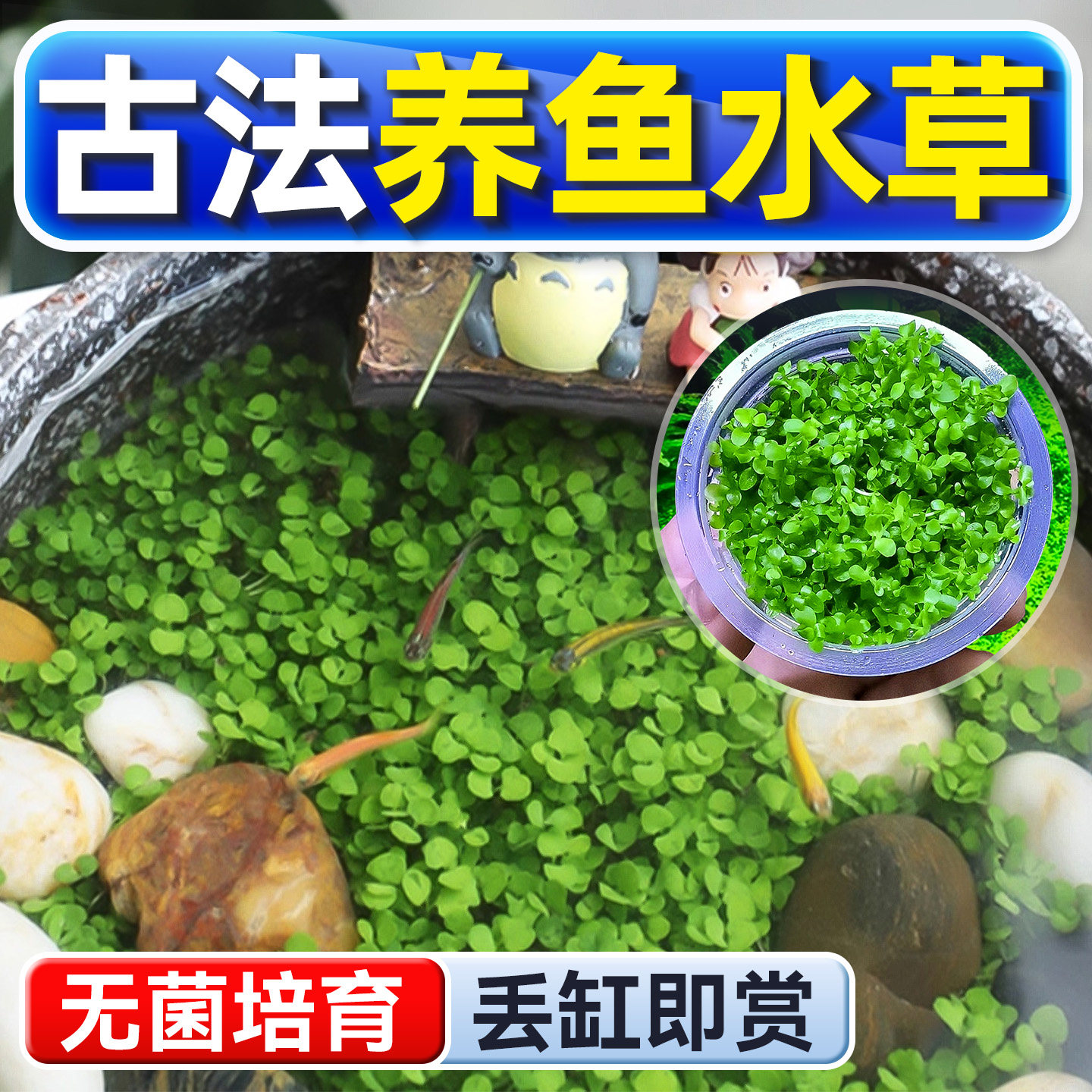水草植物鱼缸铺底真草造景生态古法养鱼增氧阴性水培净化绿植懒人,宠物/宠物食品及用品,水草,淘宝优惠券,粉丝福利购,淘宝优惠卷