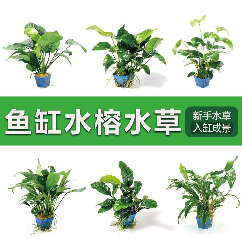 水榕水草植物真草造景专用水培阴性养鱼淡水鱼缸净水绿植懒人新手