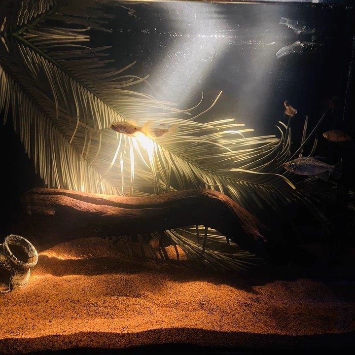 天然铁树叶沉叶鱼缸造景南美缸原生缸装饰树叶网红沉叶黄色树叶,宠物/宠物食品及用品,造景/装饰,淘宝优惠券,粉丝福利购,淘宝优惠卷