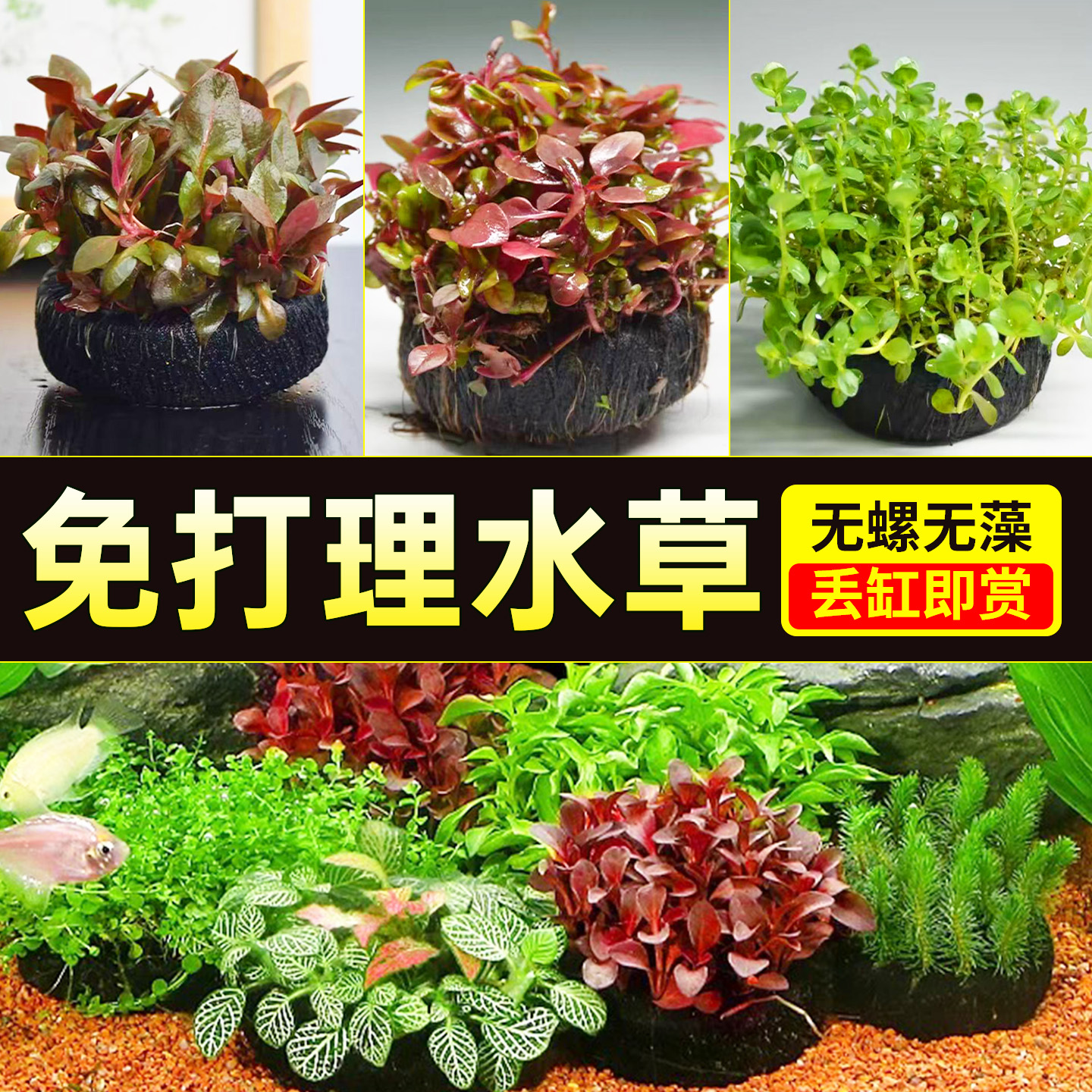 海洛伊鱼缸专用精品坨草