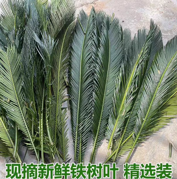 天然铁树叶沉叶鱼缸造景南美缸原生缸装饰树叶网红沉叶黄色树叶,宠物/宠物食品及用品,造景/装饰,淘宝优惠券,粉丝福利购,淘宝优惠卷