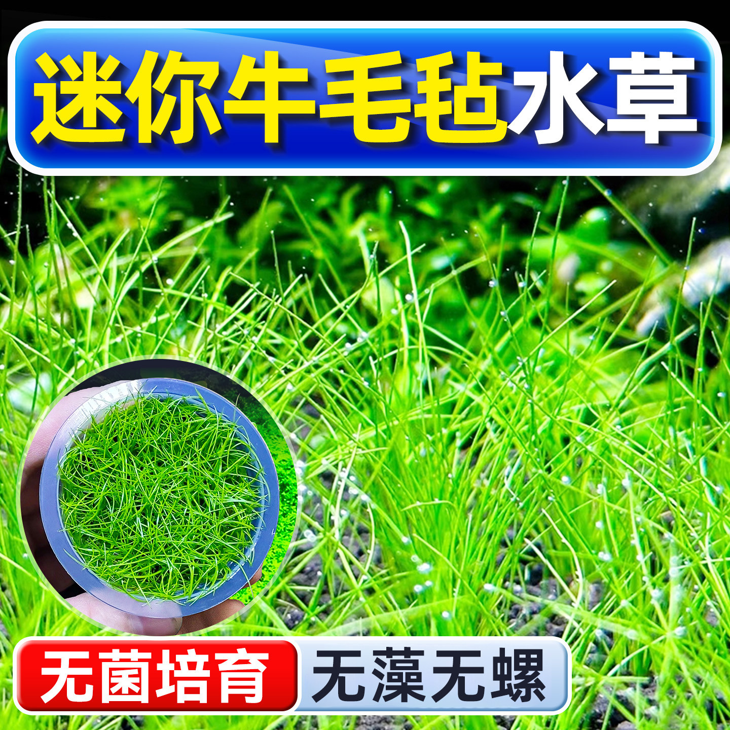 迷你牛毛毡水草植物铺底鱼缸真草造景养鱼增氧阴性水培净化绿植 - 实物图