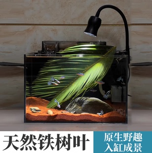 天然铁树叶沉叶鱼缸造景南美缸原生缸装饰树叶网红沉叶黄色树叶