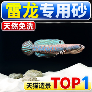 免洗雷龙造景雨林沙南美棕沙溪流石化妆沙子火山石头鱼缸底部砂石