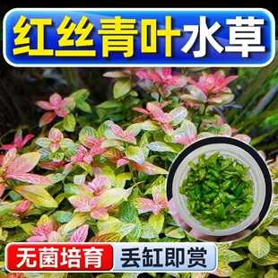 红丝青叶水草植物铺底鱼缸真草造景养鱼增氧阴性水培净化绿植懒人