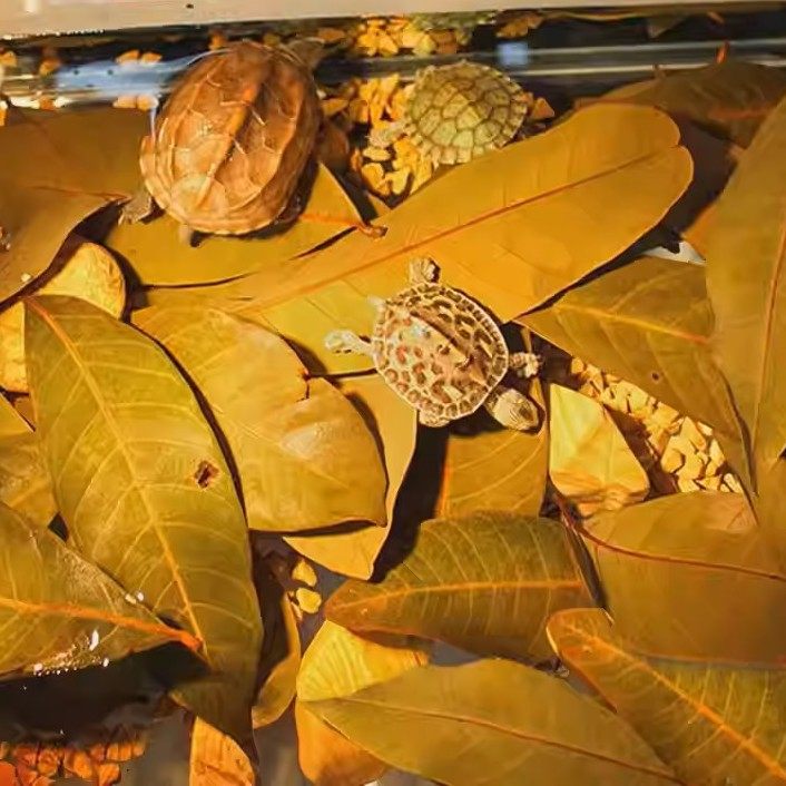 养龟免煮龙眼叶干腐皮烂甲调节水质乌龟躲避鱼缸龟缸生态植物造景,宠物/宠物食品及用品,造景/装饰,淘宝优惠券,粉丝福利购,淘宝优惠卷