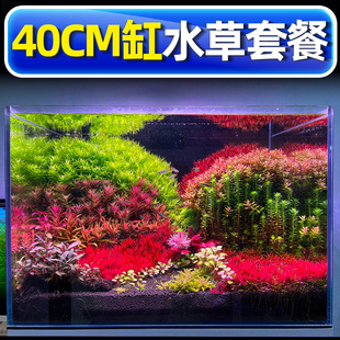 荷兰景40缸开缸套餐水草造景搭配水草新手宫廷水草自养水下叶懒人