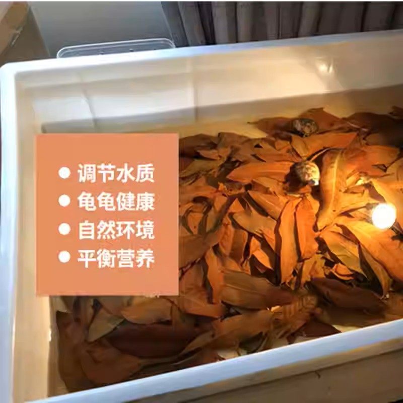 养龟免煮龙眼叶干腐皮烂甲调节水质乌龟躲避鱼缸龟缸生态植物造景,宠物/宠物食品及用品,造景/装饰,淘宝优惠券,粉丝福利购,淘宝优惠卷