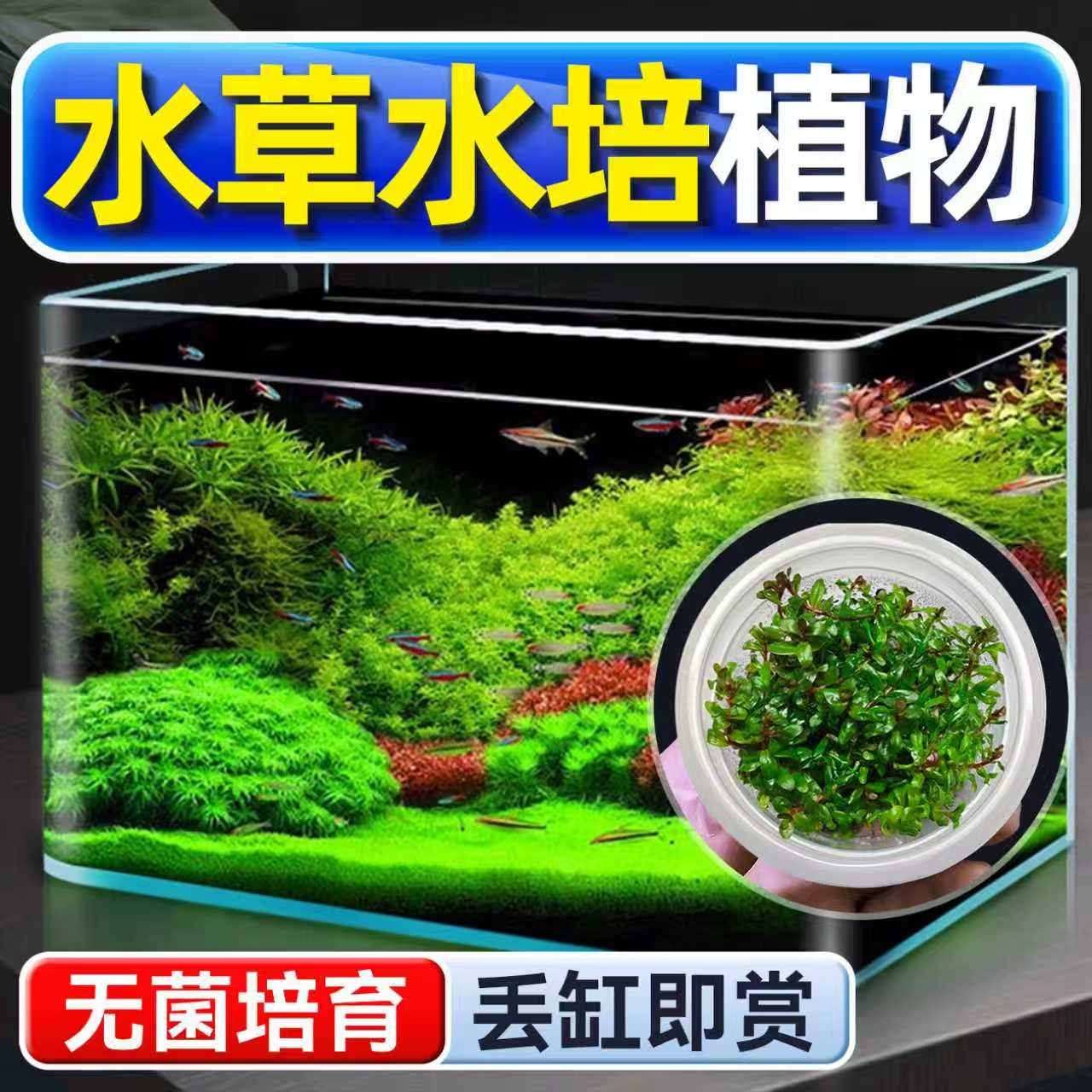 海洛伊鱼缸真草造景水草水培植物