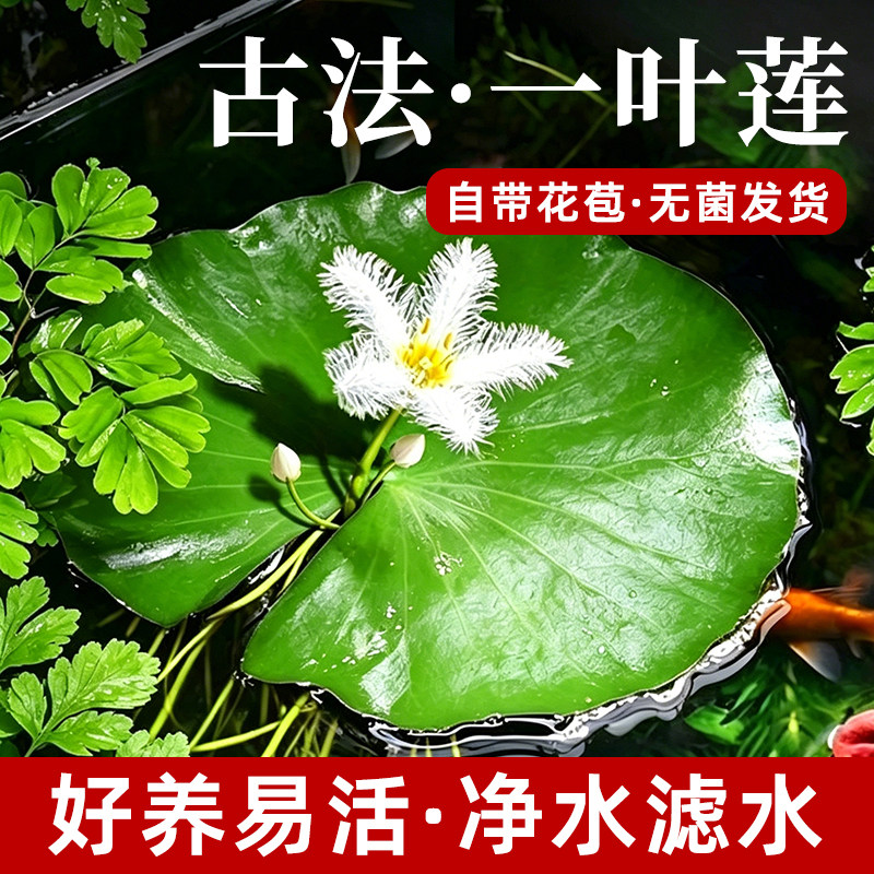 一叶莲懒人浮萍水草鱼缸造景带花苞水培开花植物迷你净化水质绿植