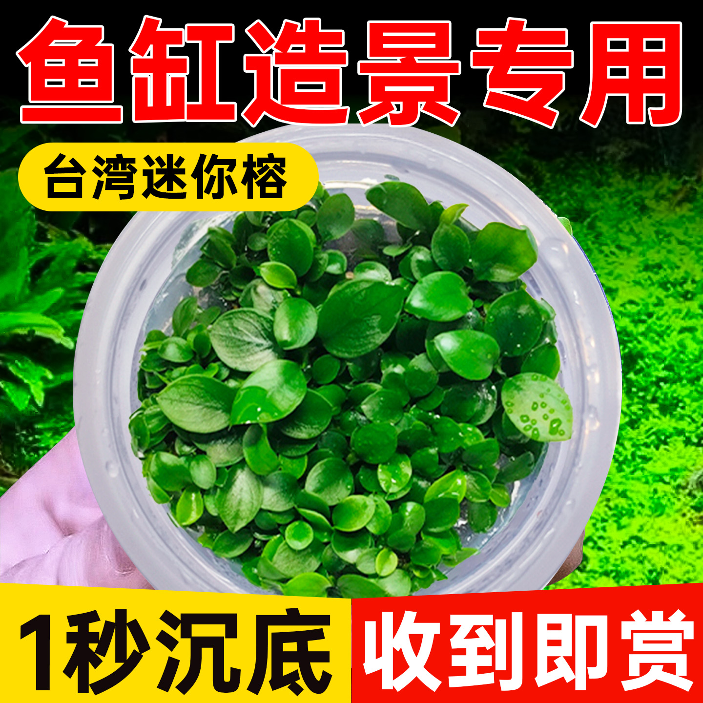 海洛伊鱼缸造景台湾迷你榕水草
