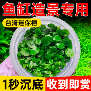 台湾迷你榕水草植物铺底鱼缸真草造景养鱼增氧阴性水培净化绿植