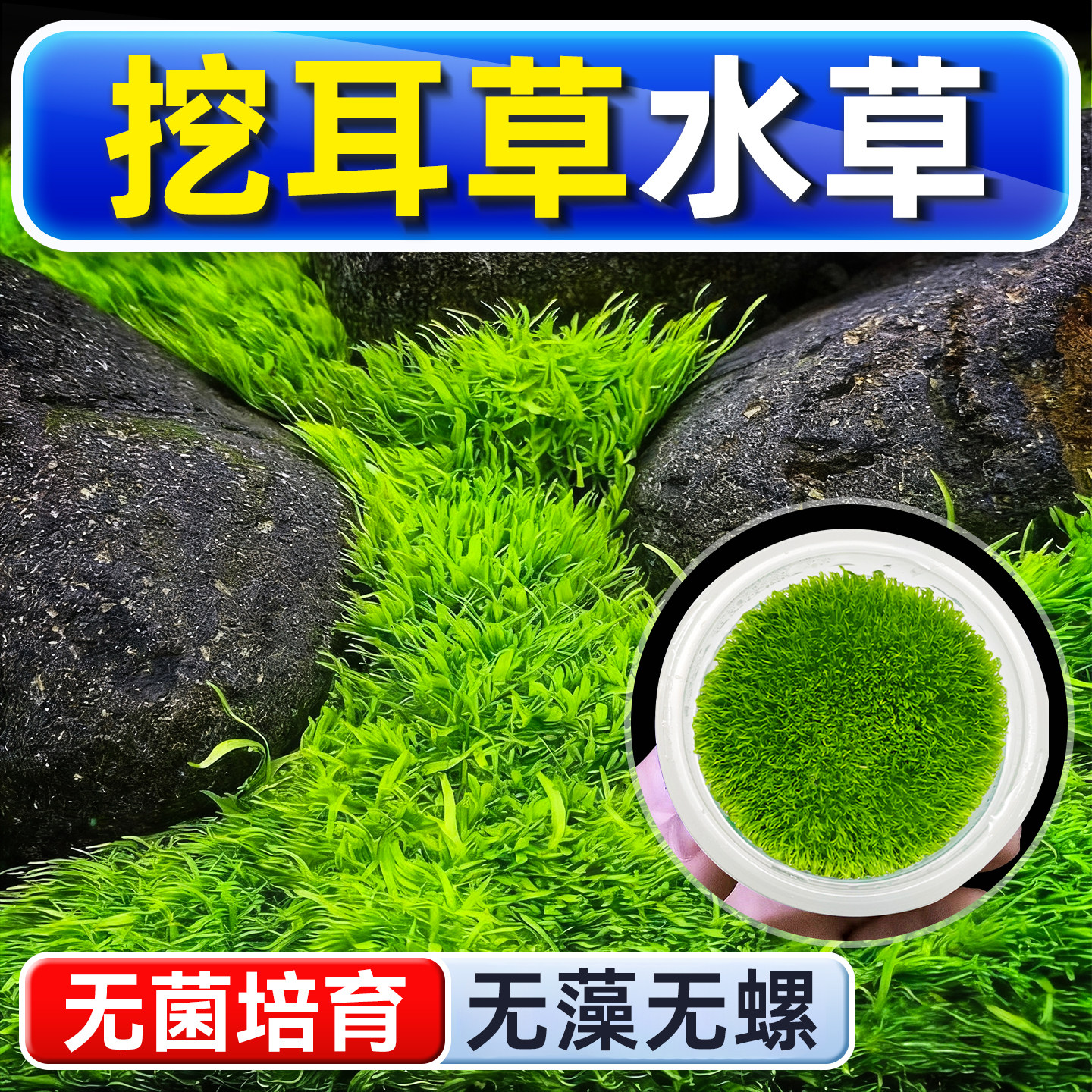 挖耳草水草植物铺底鱼缸真草造景养鱼增氧阴性水培净化绿植懒人