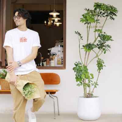 好货造型鸭脚木盆栽室内办公室客厅大型绿植七叶莲盆栽净化空气吸