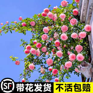 速发粉色龙沙花物蔷薇爬藤本月季宝苗盆栽四季浓香玫瑰花卉植石庭