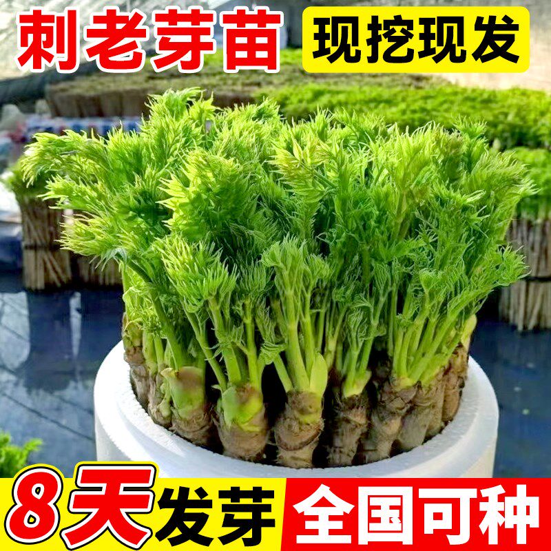 速发东北刺老芽云南刺嫩芽楤木苗刺龙芽籽野菜刺龙苞种植物刺笼苞