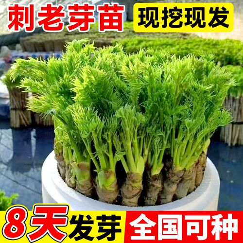 速发东北刺老芽云南刺嫩芽楤木苗刺龙芽籽野菜刺龙苞种植物刺笼苞