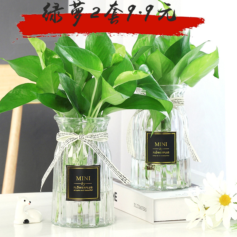 速发创意水培植物插瓶简花玻璃小清新透明水培绿萝花约风信子绿箩