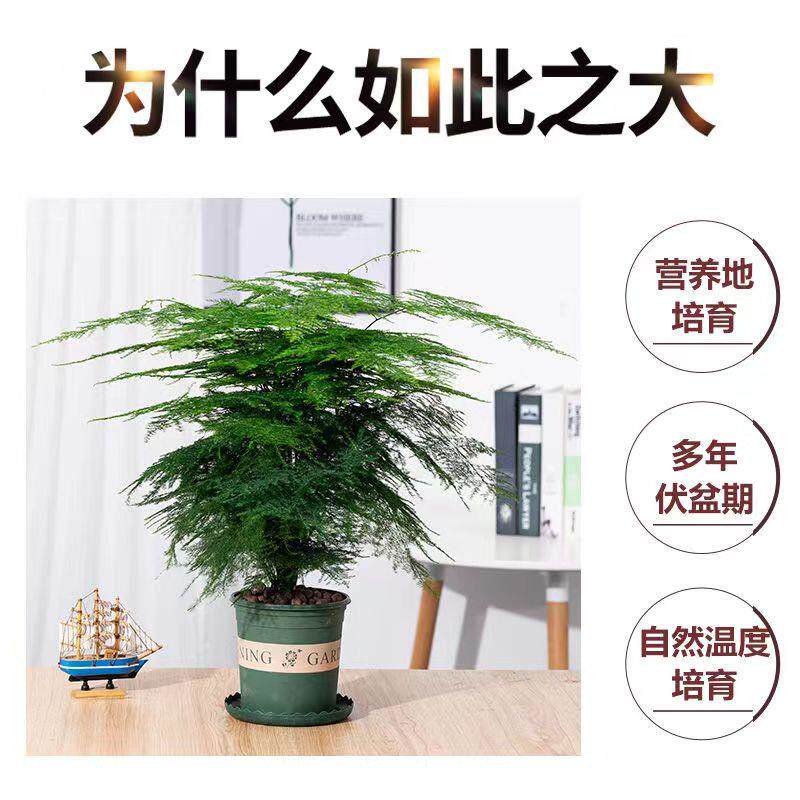 速发文竹盆栽植物办公室内绿植花卉客厅特大棵文竹苗矮生高端云竹