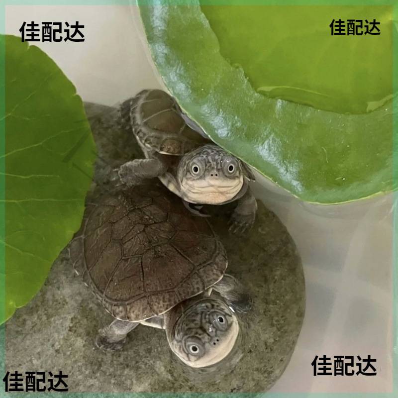 西非侧颈龟沼泽侧颈龟蛋受精蛋剃刀麝香圆奥头盔果核蛋人工养殖龟