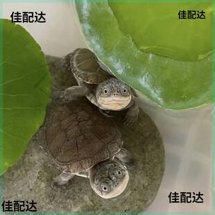 西非侧颈龟沼泽侧颈龟蛋受精蛋剃刀麝香圆奥头盔果核蛋人工养殖龟