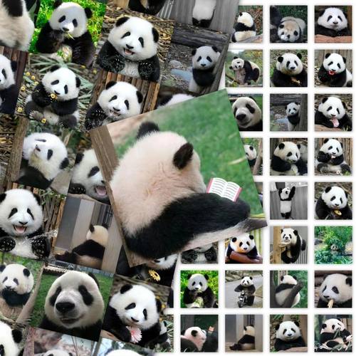 陶创创贴纸可爱大熊猫花花贴纸