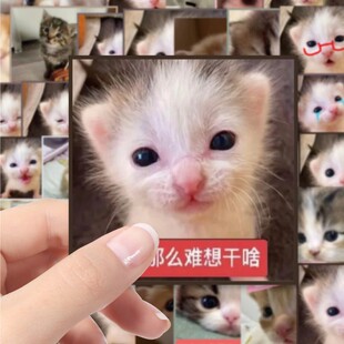 幼崽猫咪表情包贴纸可爱搞笑猫meme抽象梗图手机壳手账行李箱装饰防水贴画