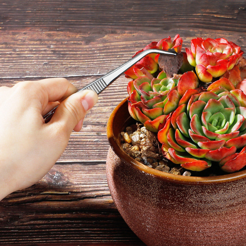 不锈钢多肉镊子加厚型夹直圆头弯头防滑带齿304小夹子盆栽,鲜花速递/花卉仿真/绿植园艺,其它园艺用品,淘宝优惠券,粉丝福利购,淘宝优惠卷