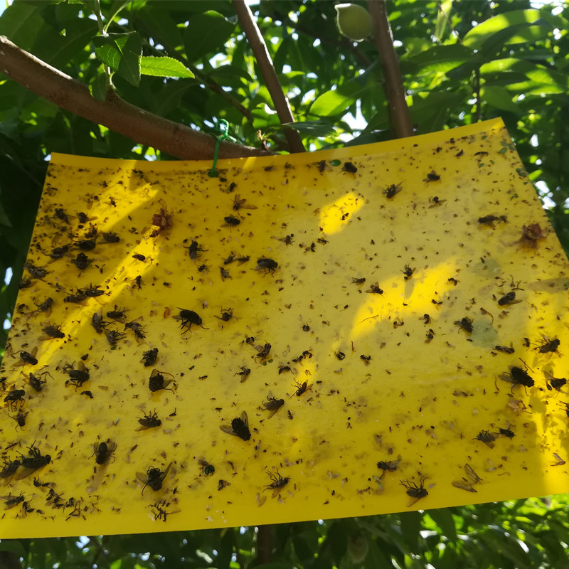 粘虫黄板蓝板黏虫板飞虫贴果树菜园飞虫沾虫板茶果园粘蝇纸板防水,鲜花速递/花卉仿真/绿植园艺,其它园艺用品,淘宝优惠券,粉丝福利购,淘宝优惠卷