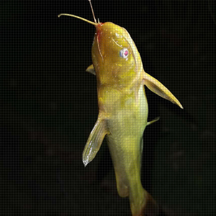 速发钓刺钩黄鱼丁成品双钩子线 绑好昂昂公嘎鱼黄颡辣黄刺有倒刺