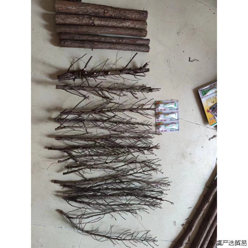 速发鱼缸沉木森林树干水造景红杉木雨林缸装饰乌龟缸杜鹃根香槟树