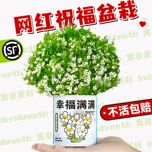 速发幼儿园种植小盆栽景童学生迷你水果植物盆栽摆公室桌面微儿观