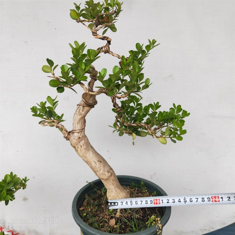 精品盆景瓜子黄杨树桩独杆提根江苏小叶白皮四季常青阳台庭院茶几