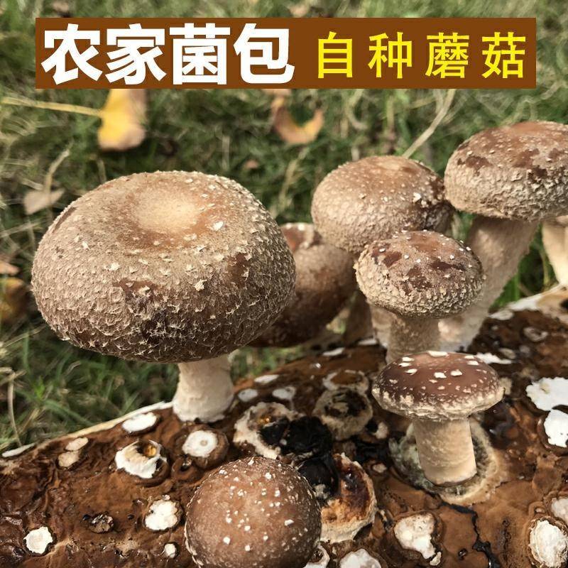 香菇种植菌包菌家庭包蘑菇菌种菇类新鲜菇菌种包猴头菇鸡腿l