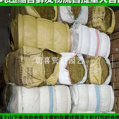 极速10公斤水苔干苔藓水草兰花虎皮石斛嫁接乌龟打包运输冬眠苔藓
