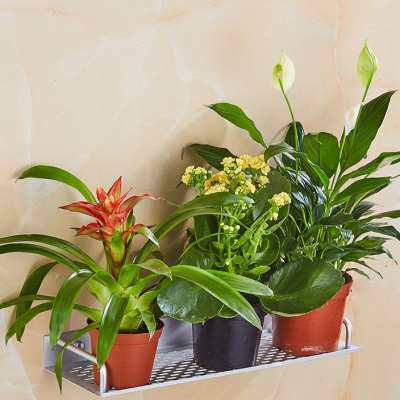 极速新款客厅阳台挂壁花架壁挂式花篮架挂墙上花盆架挂架挂墙面免
