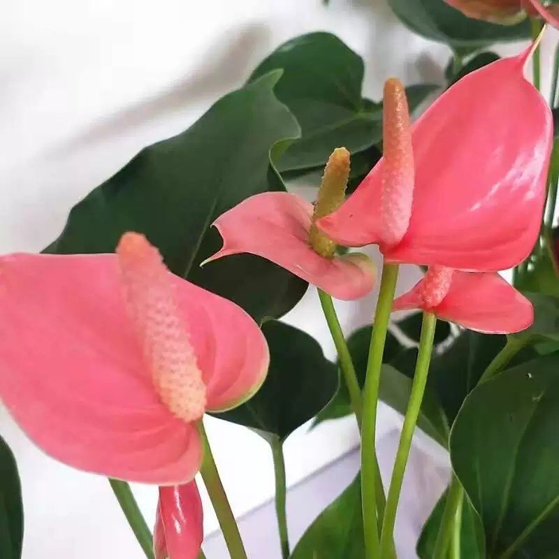 一帆风顺四季水培粉掌红掌白掌室内盆栽客厅花卉土培植物绿植盆景