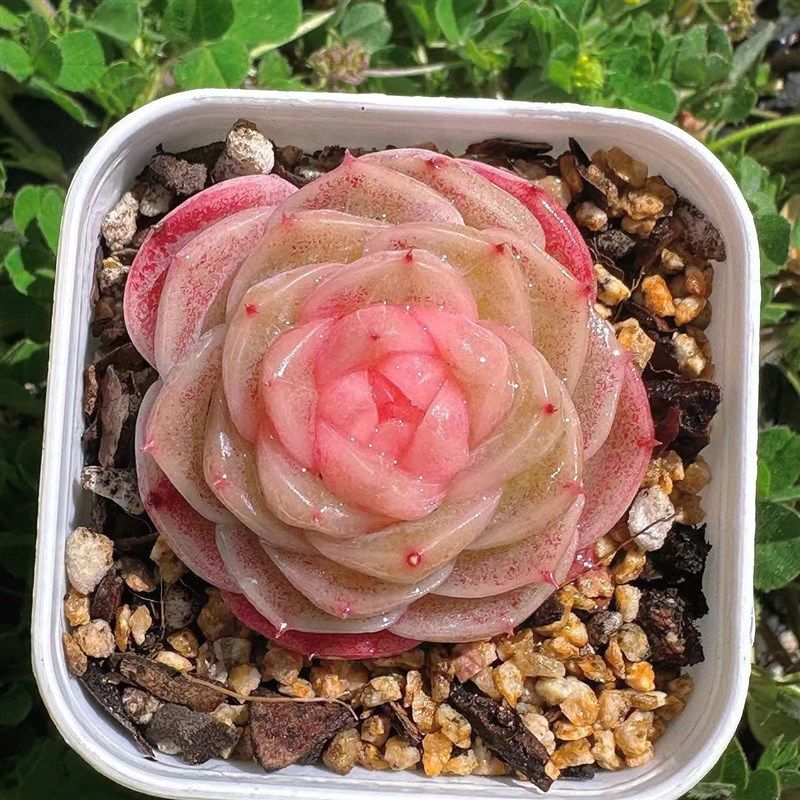 慢悠花冻唇蜜精品景天阳台多肉植物肉肉盆栽,鲜花速递/花卉仿真/绿植园艺,多肉植物,淘宝优惠券,粉丝福利购,淘宝优惠卷