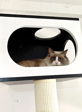 实木黑色简约猫爬架猫窝墙壁式设计高级感人猫共用家具跳台观景台