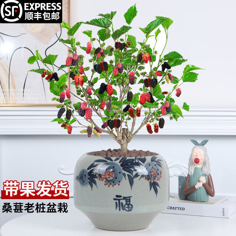 桑葚盆栽树苗结果四季桑葚树阳台庭院食用桑叶花卉绿植果树大苗
