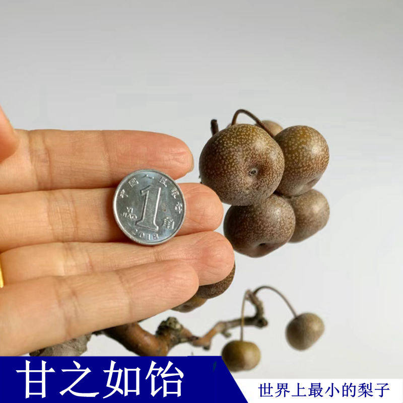 甘之如饴微型迷你甘棠盆栽盆景绿植棠梨白花粉蕊桌面室内