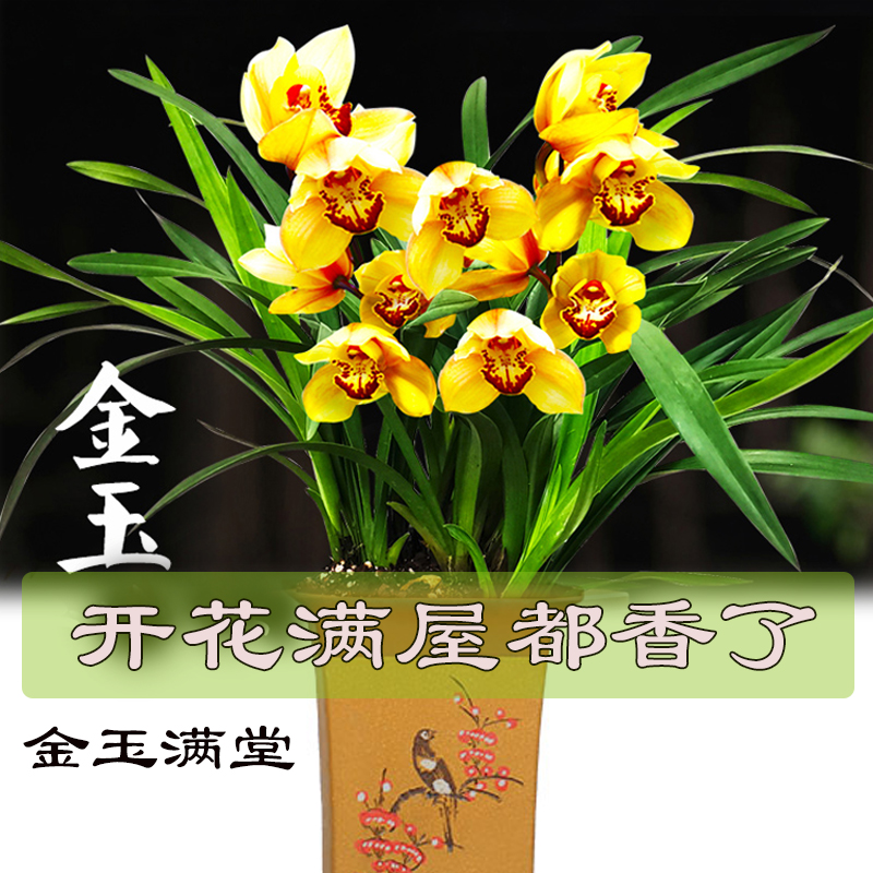 兰花苗红将军冬带花苞浓香盆栽绿植室内花卉建兰四季兰浓香型好养