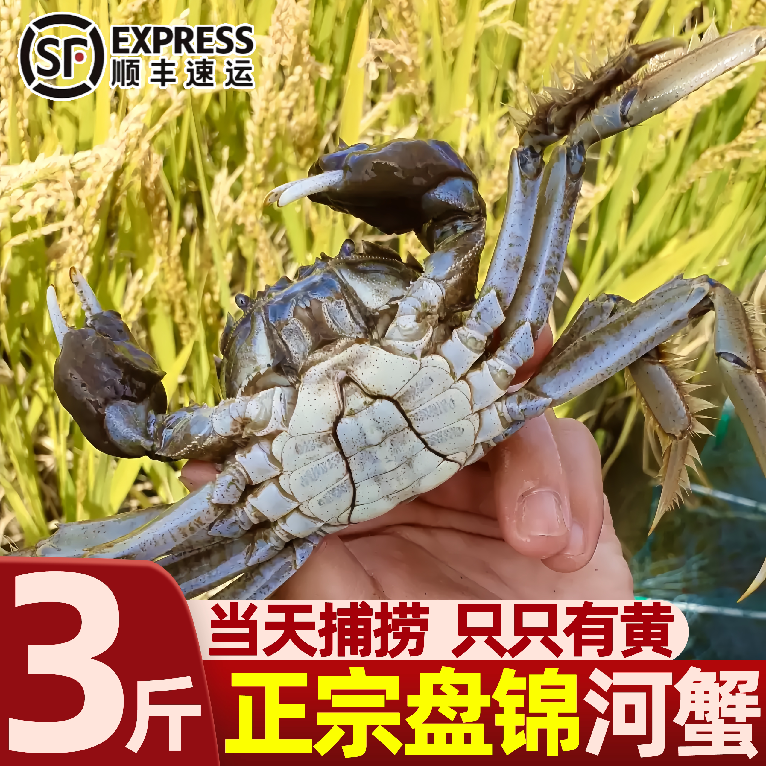 盘锦现捕鲜活大闸蟹顺丰礼盒