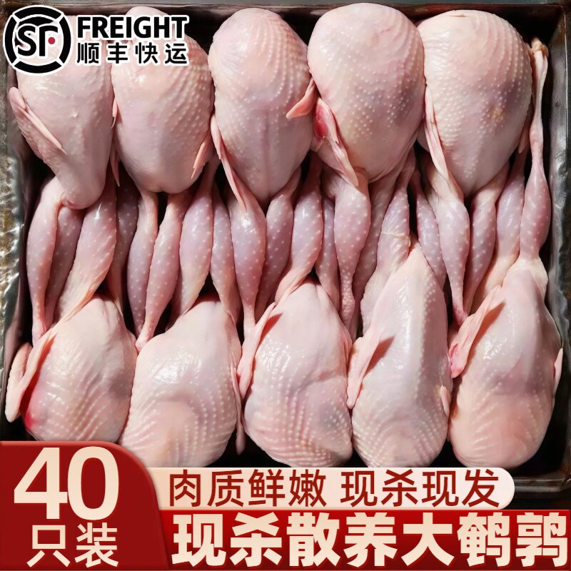 新鲜现杀农家散养母鹌鹑
