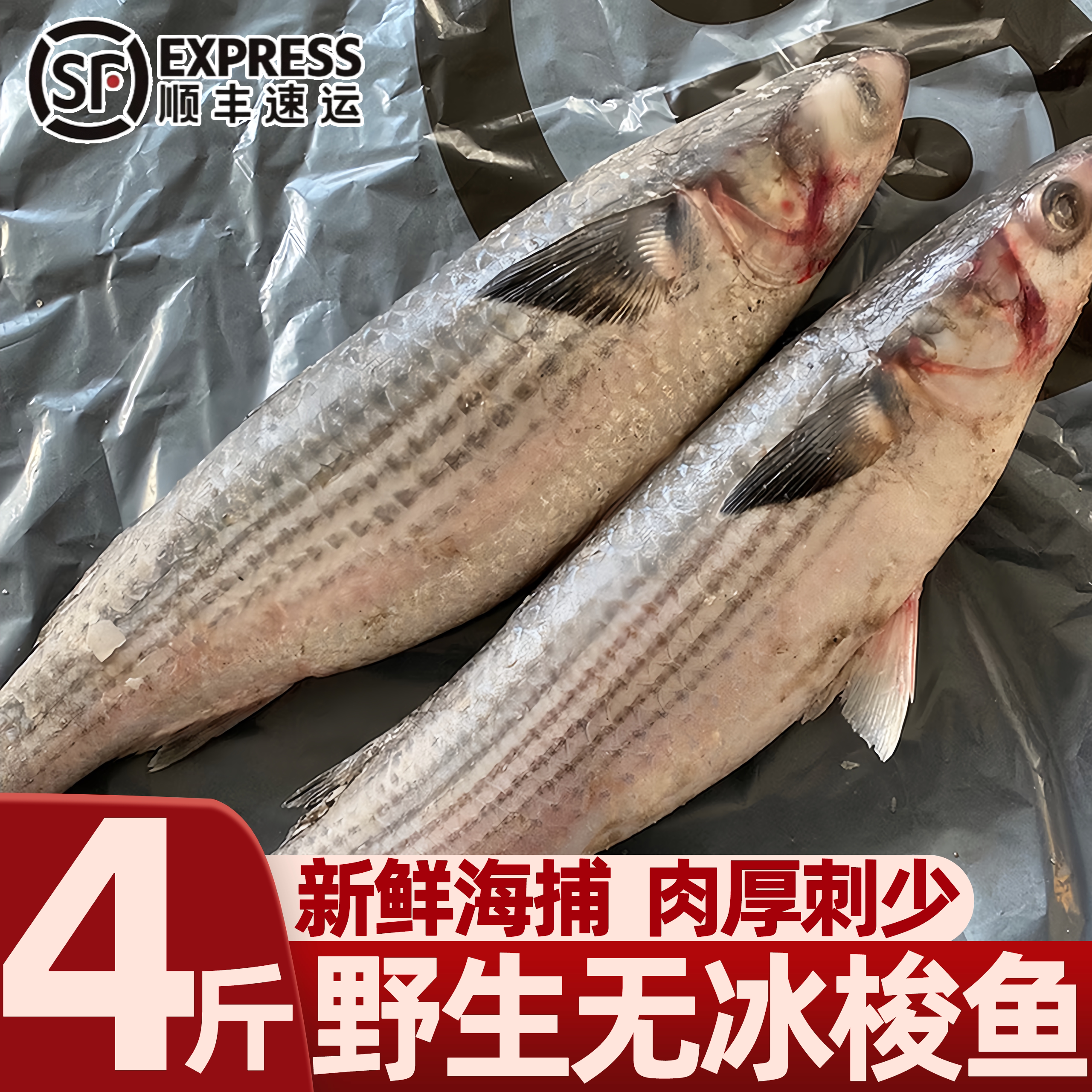 青岛海捕新鲜冷冻梭子鱼批发